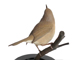 万葉集に詠まれた鳥 【 鶯 うぐいす 】/ 鳥フィギュア　ウグイス 画像4