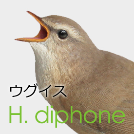 ウグイス（鶯）Horornis diphone